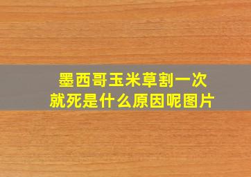 墨西哥玉米草割一次就死是什么原因呢图片