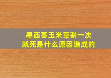 墨西哥玉米草割一次就死是什么原因造成的