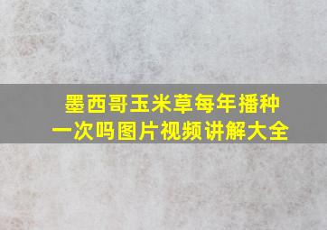 墨西哥玉米草每年播种一次吗图片视频讲解大全