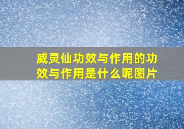 威灵仙功效与作用的功效与作用是什么呢图片