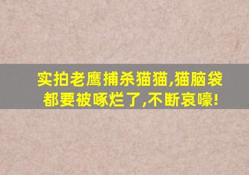 实拍老鹰捕杀猫猫,猫脑袋都要被啄烂了,不断哀嚎!