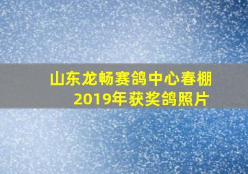 山东龙畅赛鸽中心春棚2019年获奖鸽照片