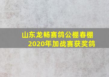 山东龙畅赛鸽公棚春棚2020年加战赛获奖鸽