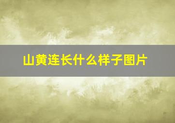 山黄连长什么样子图片