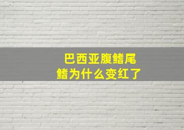 巴西亚腹鳍尾鳍为什么变红了