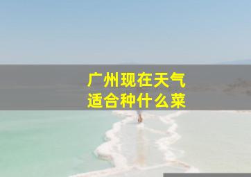 广州现在天气适合种什么菜