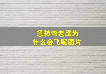 急转弯老鹰为什么会飞呢图片