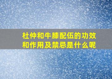 杜仲和牛膝配伍的功效和作用及禁忌是什么呢