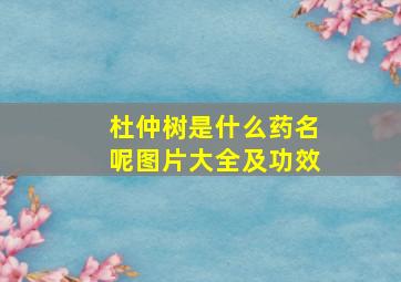 杜仲树是什么药名呢图片大全及功效