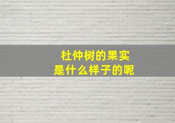 杜仲树的果实是什么样子的呢