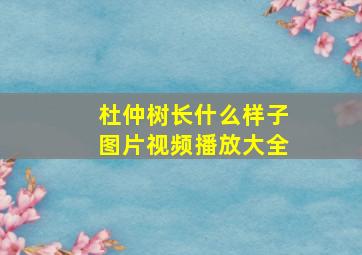 杜仲树长什么样子图片视频播放大全