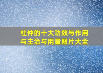 杜仲的十大功效与作用与主治与用量图片大全