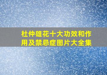 杜仲雄花十大功效和作用及禁忌症图片大全集