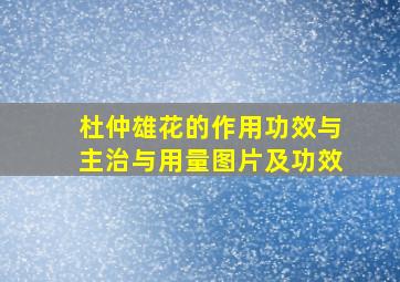 杜仲雄花的作用功效与主治与用量图片及功效