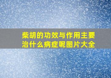 柴胡的功效与作用主要治什么病症呢图片大全