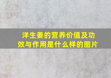 洋生姜的营养价值及功效与作用是什么样的图片