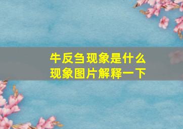 牛反刍现象是什么现象图片解释一下