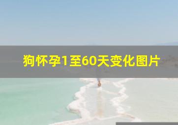 狗怀孕1至60天变化图片