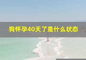 狗怀孕40天了是什么状态