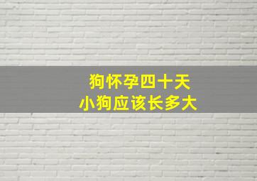 狗怀孕四十天小狗应该长多大