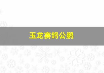 玉龙赛鸽公鹏