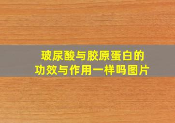 玻尿酸与胶原蛋白的功效与作用一样吗图片