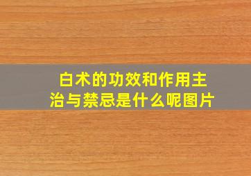 白术的功效和作用主治与禁忌是什么呢图片