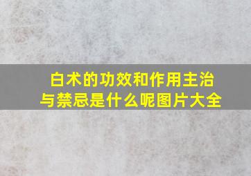 白术的功效和作用主治与禁忌是什么呢图片大全