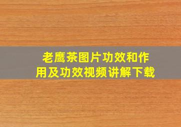 老鹰茶图片功效和作用及功效视频讲解下载