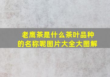 老鹰茶是什么茶叶品种的名称呢图片大全大图解