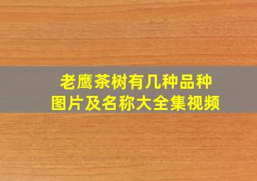 老鹰茶树有几种品种图片及名称大全集视频