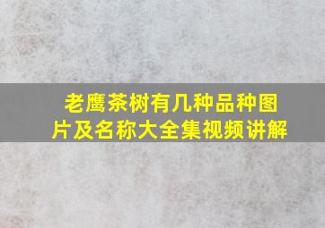 老鹰茶树有几种品种图片及名称大全集视频讲解