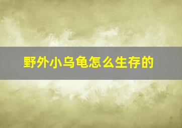 野外小乌龟怎么生存的