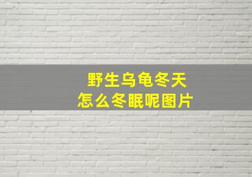 野生乌龟冬天怎么冬眠呢图片