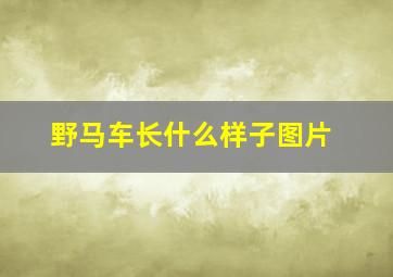 野马车长什么样子图片