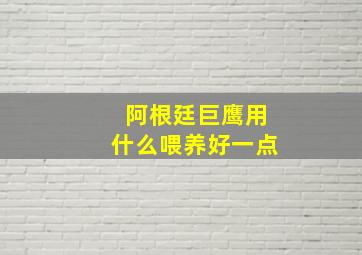 阿根廷巨鹰用什么喂养好一点