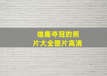 雄鹿夺冠的照片大全图片高清