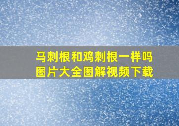 马刺根和鸡刺根一样吗图片大全图解视频下载