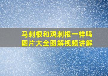 马刺根和鸡刺根一样吗图片大全图解视频讲解