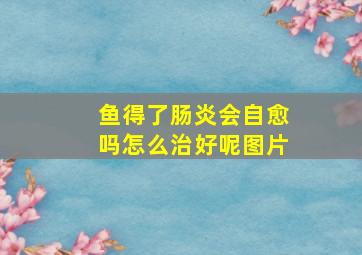 鱼得了肠炎会自愈吗怎么治好呢图片