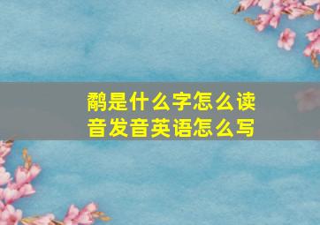 鹬是什么字怎么读音发音英语怎么写