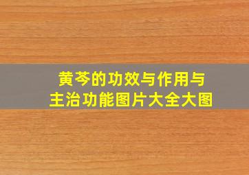 黄芩的功效与作用与主治功能图片大全大图