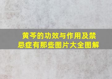 黄芩的功效与作用及禁忌症有那些图片大全图解