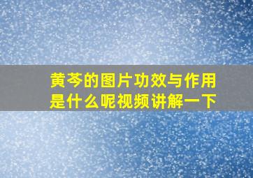 黄芩的图片功效与作用是什么呢视频讲解一下