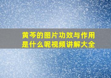 黄芩的图片功效与作用是什么呢视频讲解大全