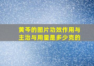 黄芩的图片功效作用与主治与用量是多少克的