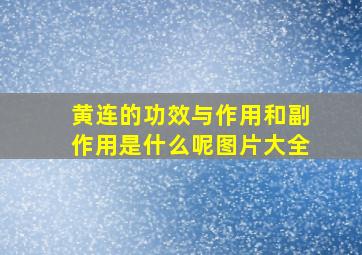 黄连的功效与作用和副作用是什么呢图片大全